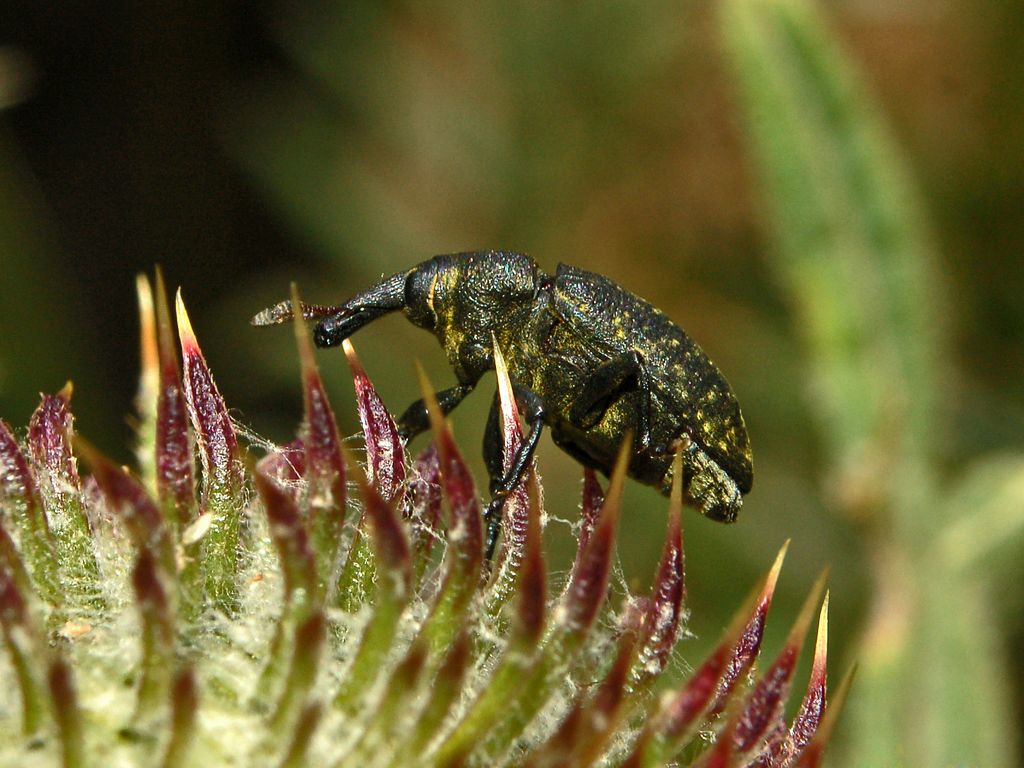 Un Curculionide da identificare: Larinus